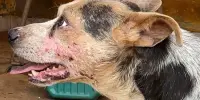 MAUS TRATOS Polícia Civil prende idoso de 63 anos que deixava cães praticarem canibalismo devido a fome