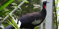 MEIO AMBIENTE Cenibra realiza primeira soltura de jacutingas no Parque Estadual do Rio Doce
