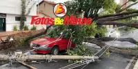DURANTE CHUVA INTENSA Árvore de grande porte cai sobre veículo e deixa policial militar ferido