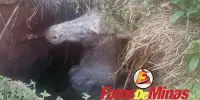CAIU NA FOSSA DE ESGOTO Burro fica submerso até o pescoço e é resgatado por bombeiros; VEJA VÍDEO