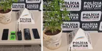 TRÁFICO DE DROGAS Polícia Militar de Nova Era prende mulher e apreende menor infratora após localizar pé de maconha na casa