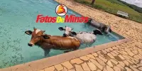 RESGATE INUSITADO Bombeiros resgatam quatro vacas que caíram em piscina de clube para refrescar: Veja Vídeo