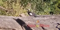 Jacutinga volta a ser registrada no Parque Estadual do Rio Doce