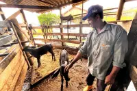 Prefeitura de São Gonçalo promove Dia de Campo sobre criação e sanidade de bezerras