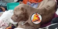 Pitbull é resgatado em estado crítico de saúde em imóvel abandonado em Itabira